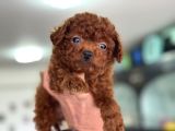 Türkiyenin En Nadir Tiny Kore Poodle Yavruları Ziyarete Açık