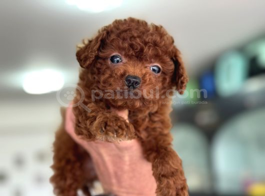 Türkiyenin En Nadir Tiny Kore Poodle Yavruları Ziyarete Açık görsel