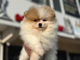 Yasal ruhsatlı çiftlikden ziyarete açık pomeranian yavrular