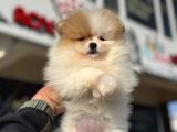 Yasal Ruhsatlı Çiftlikden Ziyarete Açık Pomeranian Yavrular