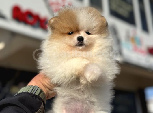 Yasal Ruhsatlı Çiftlikden Ziyarete Açık Pomeranian Yavrular görsel