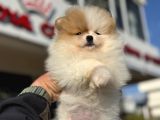 Yasal Ruhsatlı Çiftlikden Ziyarete Açık Pomeranian Yavrular