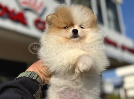 Yasal Ruhsatlı Çiftlikden Ziyarete Açık Pomeranian Yavrular görsel