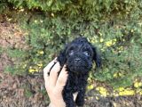 Kore Kann Black Poodle