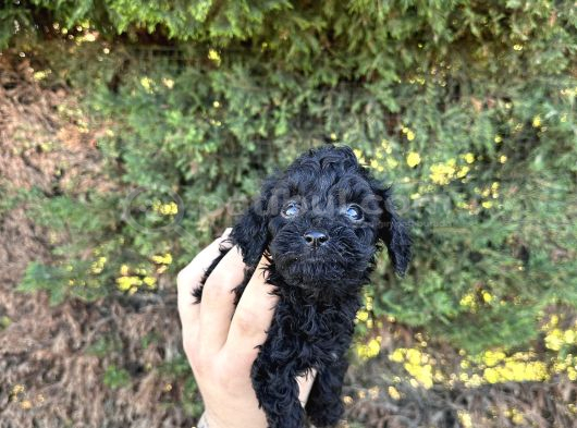 Kore Kann Black Poodle görsel