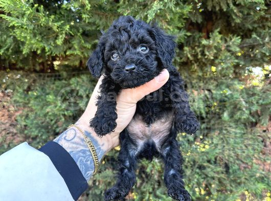 Kore Kann Black Poodle görsel
