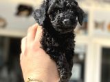 Kore Kann Black Poodle