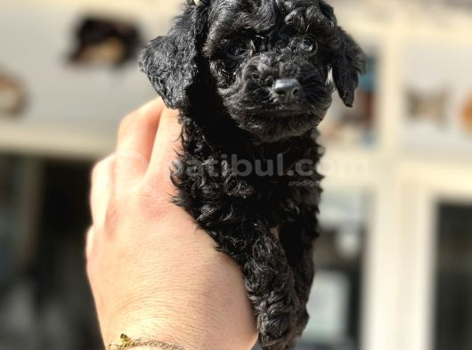 Kore Kann Black Poodle görsel