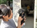 Kore Kann Black Poodle