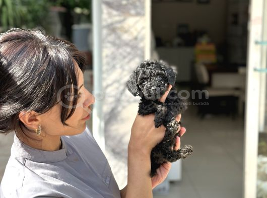 Kore Kann Black Poodle görsel