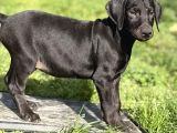 Türkiyede Ilk Ve Tek Özel Renk Doberman Yavrular