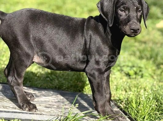 Türkiyede Ilk Ve Tek Özel Renk Doberman Yavrular görsel