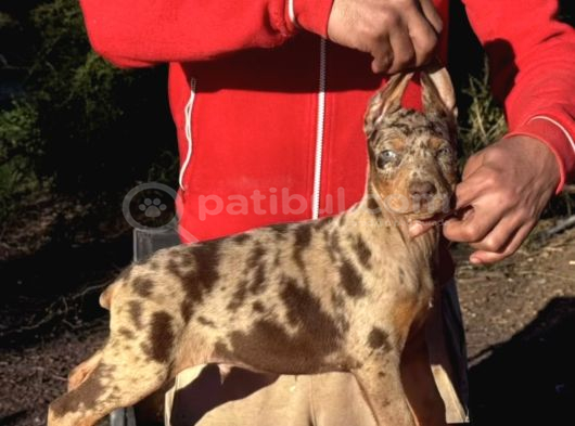 Türkiyede Ilk Ve Tek Özel Renk Doberman Yavrular görsel