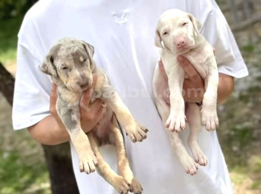 Türkiyede Ilk Ve Tek Özel Renk Doberman Yavrular
