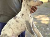 Türkiyede Ilk Ve Tek Özel Renk Doberman Yavrular