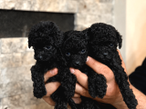 KORE BLACK POODLE UYGUNNN DAHA UYGUNU YOKKK