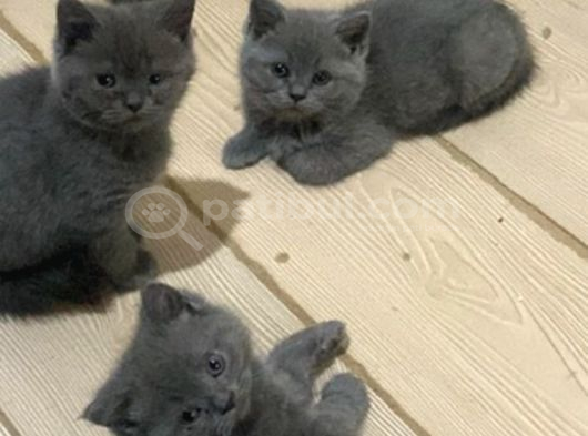 Son 2 Yavrumuza Güzel Aile Arıyoruz görsel