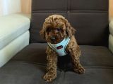 Sağlik Ve Irk Garanti̇li̇ Toy Poodle Bebekleri̇m