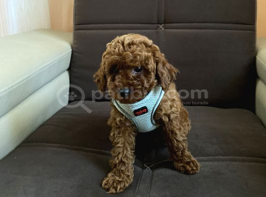 Sağlik Ve Irk Garanti̇li̇ Toy Poodle Bebekleri̇m görsel