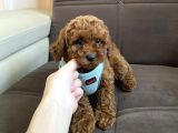SAĞLIK VE IRK GARANTİLİ TOY POODLE BEBEKLERİM