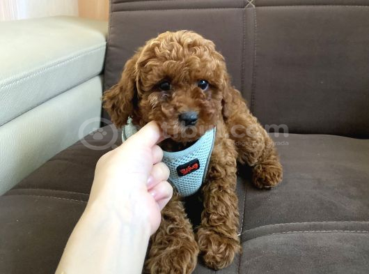 Sağlik Ve Irk Garanti̇li̇ Toy Poodle Bebekleri̇m