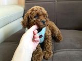 Sağlik Ve Irk Garanti̇li̇ Toy Poodle Bebekleri̇m