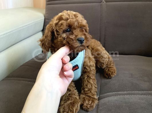 Sağlik Ve Irk Garanti̇li̇ Toy Poodle Bebekleri̇m görsel