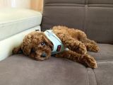 Sağlik Ve Irk Garanti̇li̇ Toy Poodle Bebekleri̇m