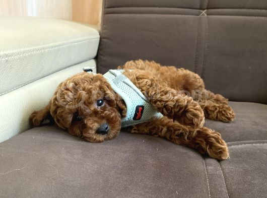 Sağlik Ve Irk Garanti̇li̇ Toy Poodle Bebekleri̇m görsel