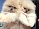 Yasal Ruhsatlı Çiftlikden Ziyarete Açık Pomeranian Yavrular