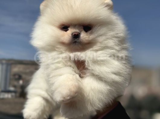 Yasal Ruhsatlı Çiftlikden Ziyarete Açık Pomeranian Yavrular görsel