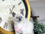 Safkan British Shorthair Bluepoint Yavrular
