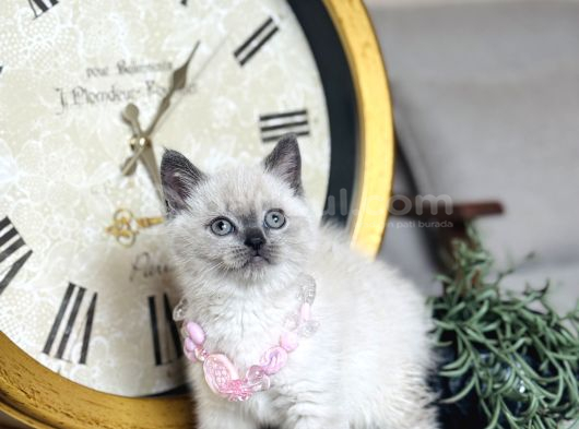 Safkan British Shorthair Bluepoint Yavrular görsel