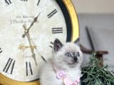 Safkan British Shorthair Bluepoint Yavrular