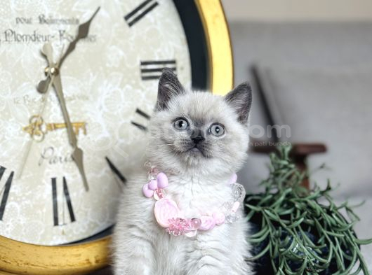 Safkan British Shorthair Bluepoint Yavrular