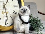 Safkan British Shorthair Bluepoint Yavrular