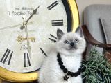 Safkan British Shorthair Bluepoint Yavrular