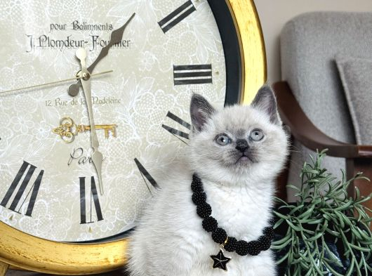 Safkan British Shorthair Bluepoint Yavrular görsel