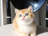 SAFKAN GOLDEN BRITISH SHORTHAIR