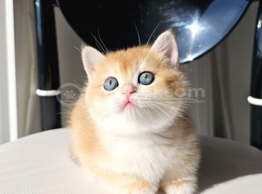 Safkan Golden British Shorthair