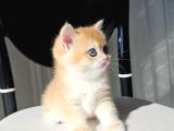 Golden British Shorthair