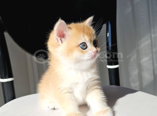 Golden British Shorthair görsel