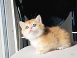 Safkan Golden British Shorthair