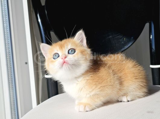 Golden British Shorthair görsel
