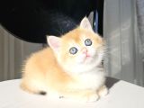 Safkan Golden British Shorthair