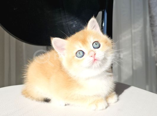 Golden British Shorthair görsel