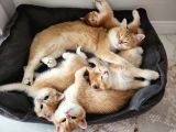 Golden British Shorthair
