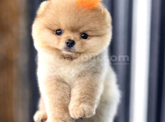 Pomerri̇an Boo Sevi̇mli̇ Yavrular görsel