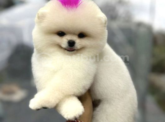 Pomerri̇an Boo Sevi̇mli̇ Yavrular görsel