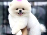 Pomerri̇an Boo Sevi̇mli̇ Yavrular
